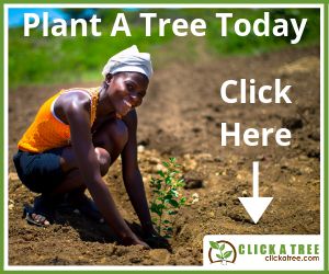 tree planter